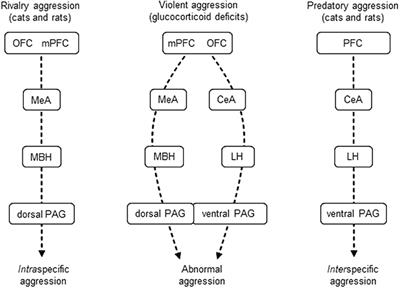 The Role of the Lateral Hypothalamus in Violent Intraspecific Aggression—The Glucocorticoid Deficit Hypothesis